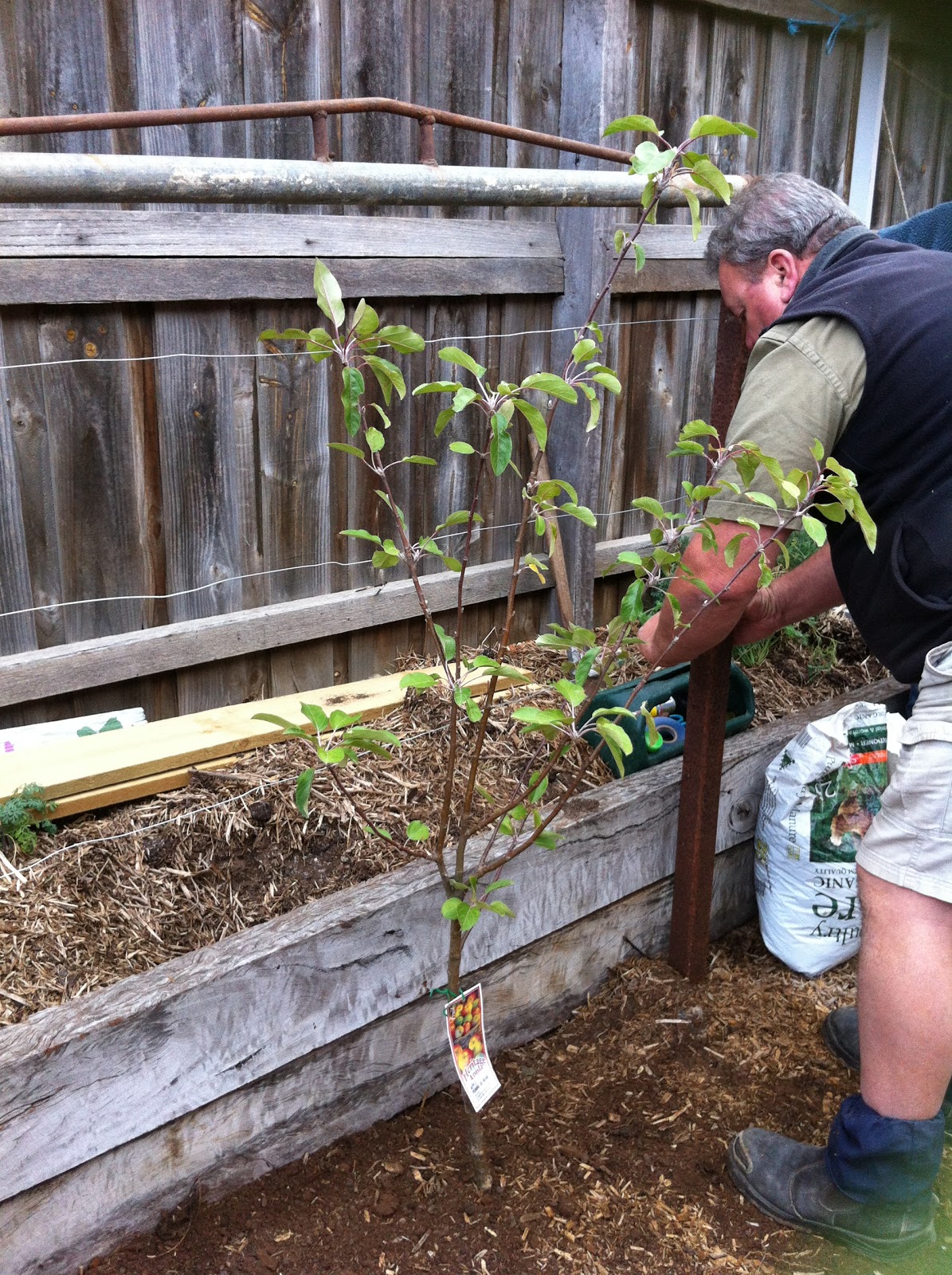 Living In The Land Of Oz Fruit Tree Management For Beginners